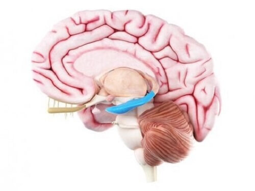 Anatomische analyse van de samenstelling van de hippocampus