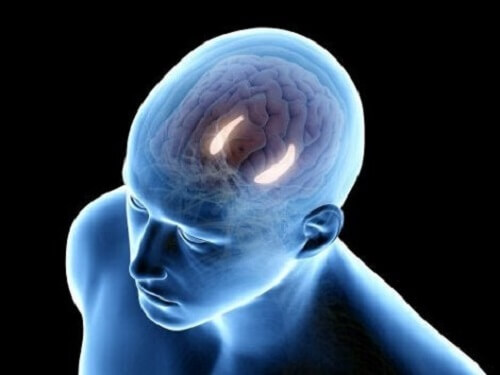 De verbindingen in de hippocampus