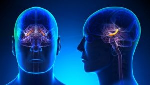 De samenstelling van de hippocampus: structuur en functies