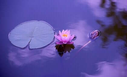 Een lotusbloem in het water