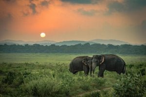 De verdrietige olifanten: een waargebeurd verhaal