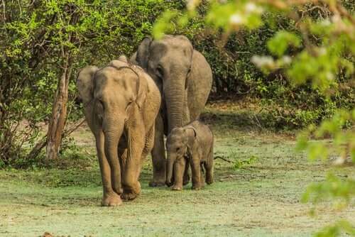 Een familie olifanten met hun baby
