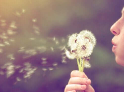 De pluizen van een paardenbloem