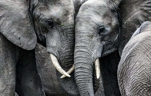 Twee verdrietige olifanten met hun hoofden tegen elkaar