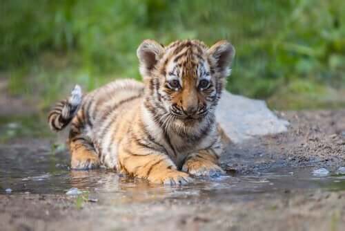 Een tijgerwelpje speelt in de modder