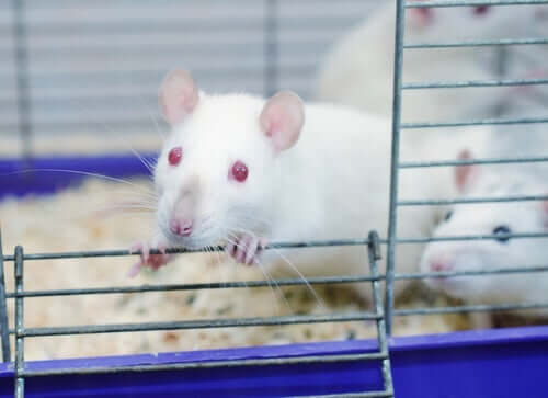 Het rattenpark-experiment: wat is dit?