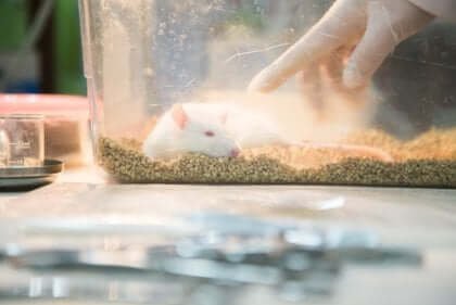 Een rat die onderdeel is van het rattenpark-experiment