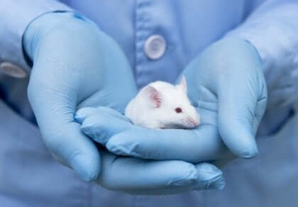 Rat in handen van laborant