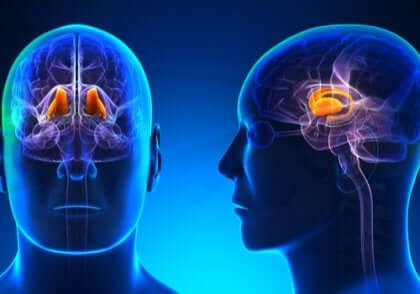De rol van de thalamus