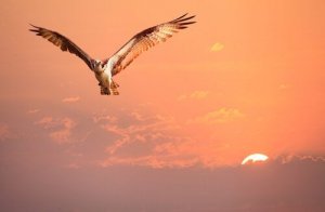 De vogel die zijn identiteit niet kende
