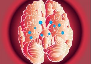 Onze geweldige hersenzenuwen en hoe ze werken