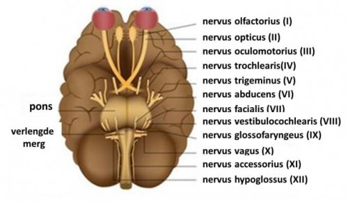 Een afbeelding van de hersenzenuwen