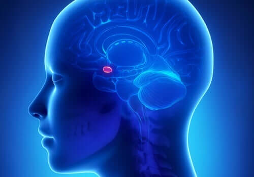 Een afbeelding van de amygdala