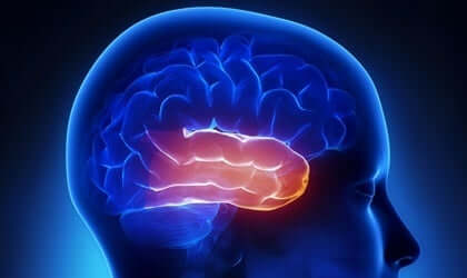 Een afbeelding van de dwarsdoorsnede van de hersenen