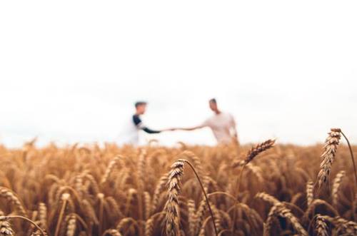 Twee mannen in een korenveld