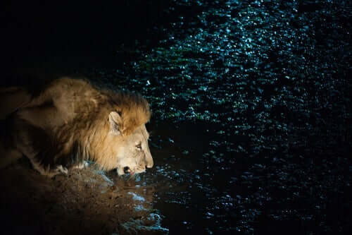 Een leeuw drinkt bij een meer, korte verhalen