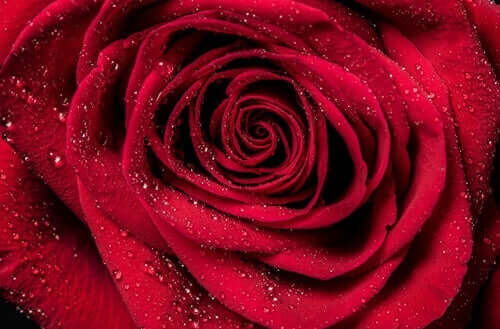 Een close-up van een roos