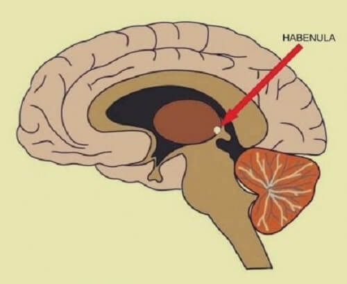 De habenula, deel van de hersenen