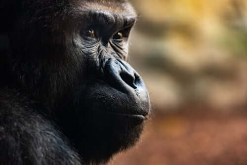 Drie ongelooflijke doodsrituelen van gorilla's