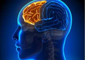 Dysexecutief syndroom: wanneer de frontale kwab faalt