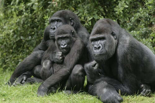 Een groep gorilla's
