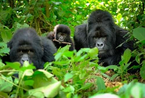 Doodsrituelen bij gorilla's