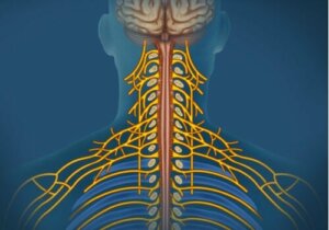 Het somatisch zenuwstelsel: kenmerken en taken