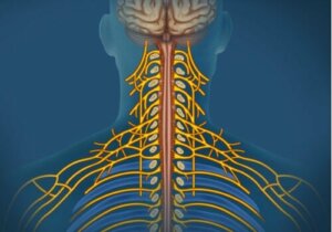 Het somatisch zenuwstelsel: kenmerken en taken