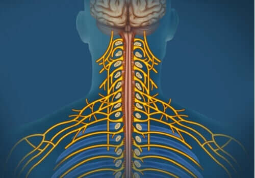 Het somatisch zenuwstelsel: kenmerken en taken