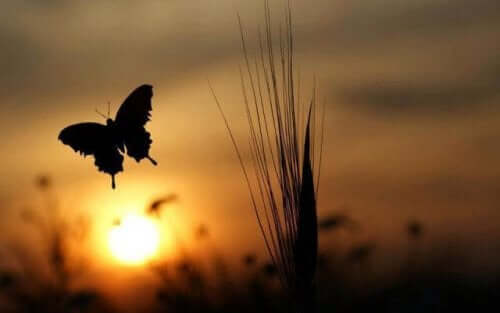 Het silhouette van een vlinder