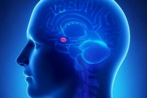 De plaats van de amygdala in de hersenen