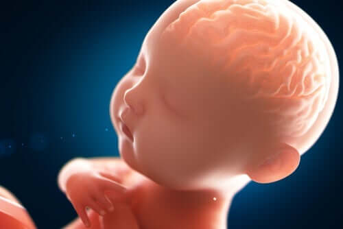 Het brein van een baby - hoe is het daarbinnen?