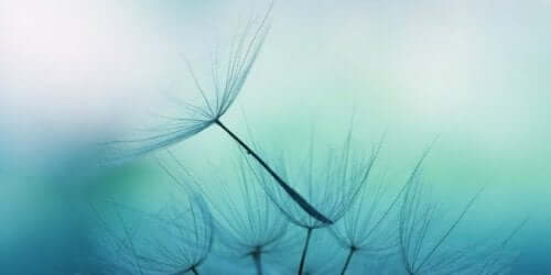 Een paardenbloem tegen een blauwe achtergrond