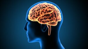 We vertellen je alles over de gyrus cinguli