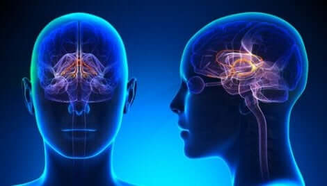 Het limbische systeem van de hersenen