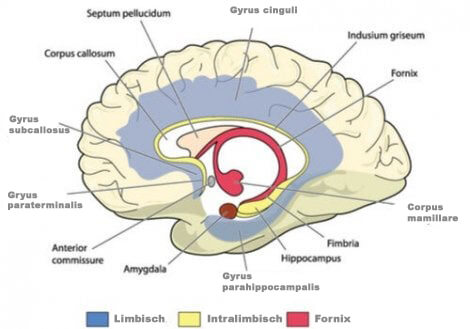 Het limbisch systeem van de hersenen