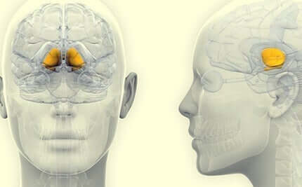 Donkere materie komt voor in beide kanten van de hersenen