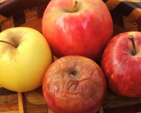 Rotte-appel-theorie