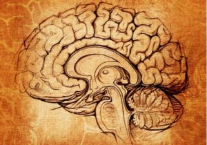 De nucleus lentiformis: centrum voor leren en motivatie