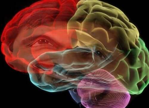 Een afbeelding van de hersenen in kleuren