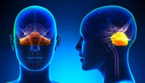 Een vooraanzicht en zijaanzicht van een hoofd met hersenen