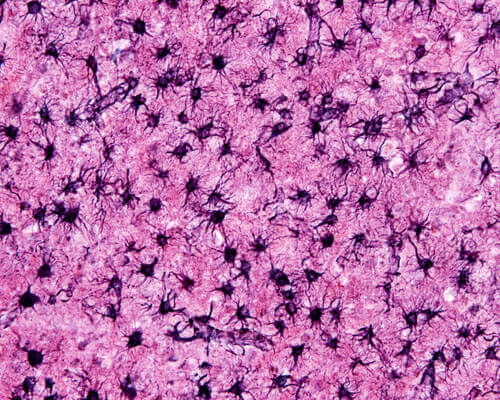 Een close-up van astrocyten 