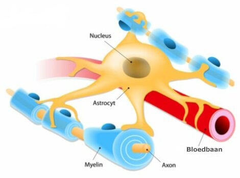 Astrocyten: de bouwstenen van de zenuwbanen