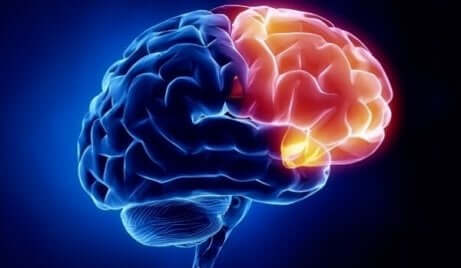 Een afbeelding van de hersenen met een rood uitgelicht deel