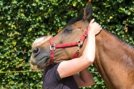Een paard kan emoties voelen