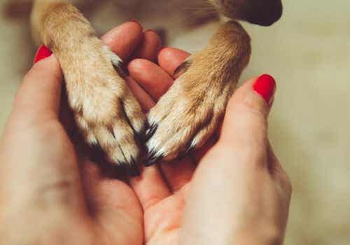 Een hond legt zijn voorpoten in de handen van een vrouw