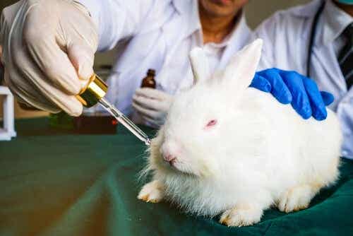 Een konijn in een laboratorium krijgt een middel toegediend