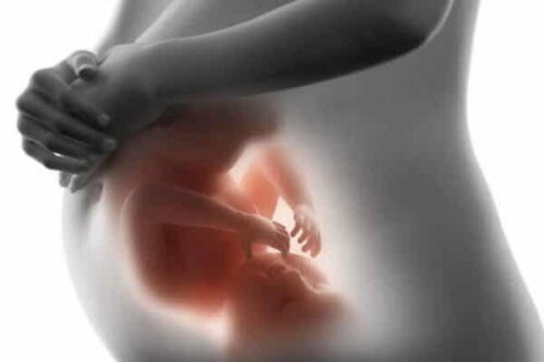 Een baby in de buik van zijn moeder