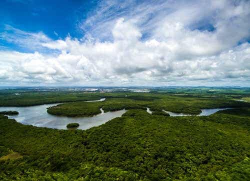 Het amazone-gebeid in Brazilië