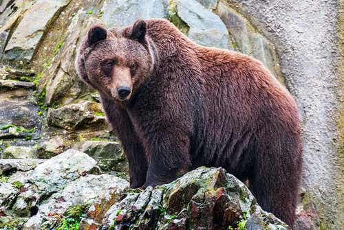 Een bruine beer die op een rots staat
